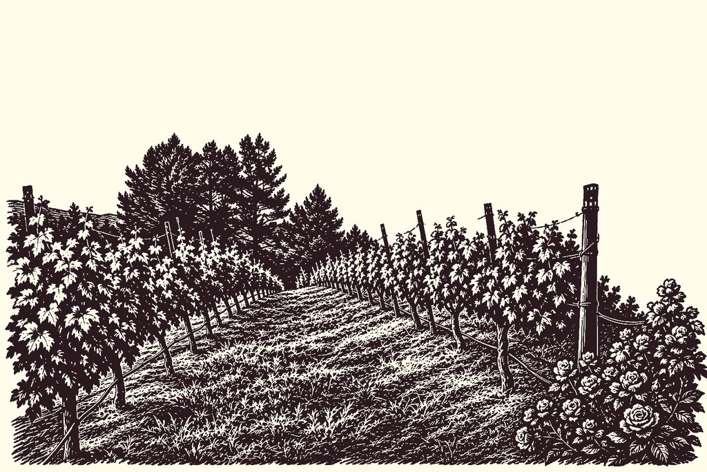 A linocut of the Thal vineyard rows running up the Lafayette hillside.