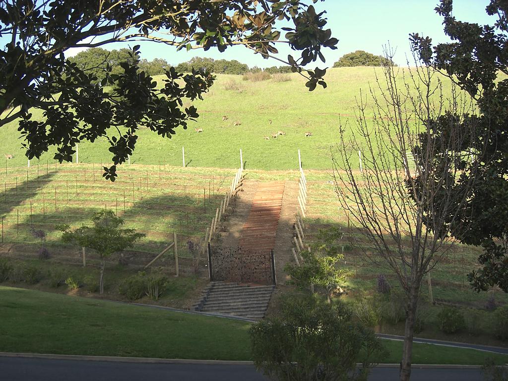 A grass slope in the foreground with a fenced block of vines rising behind it and oaks along the ridge.