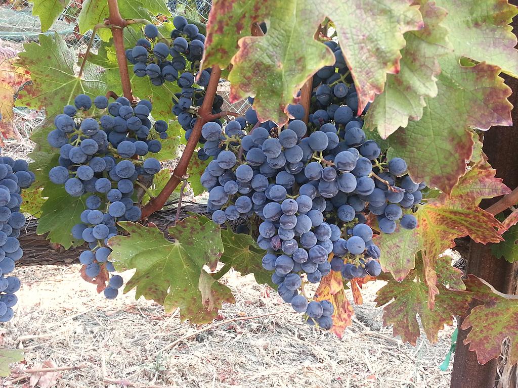 A dense cluster of dark blue grapes hanging on the vine among broad green leaves.