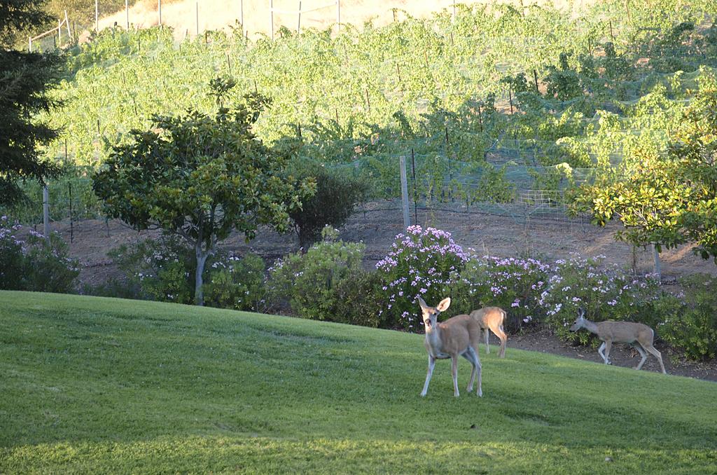Two deer standing on a mown lawn with the fenced vineyard on the slope behind them.