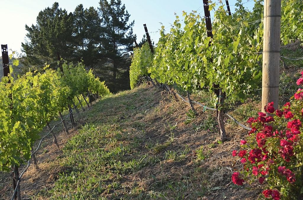 Vine rows on the slope in summer, red roses at the row ends.