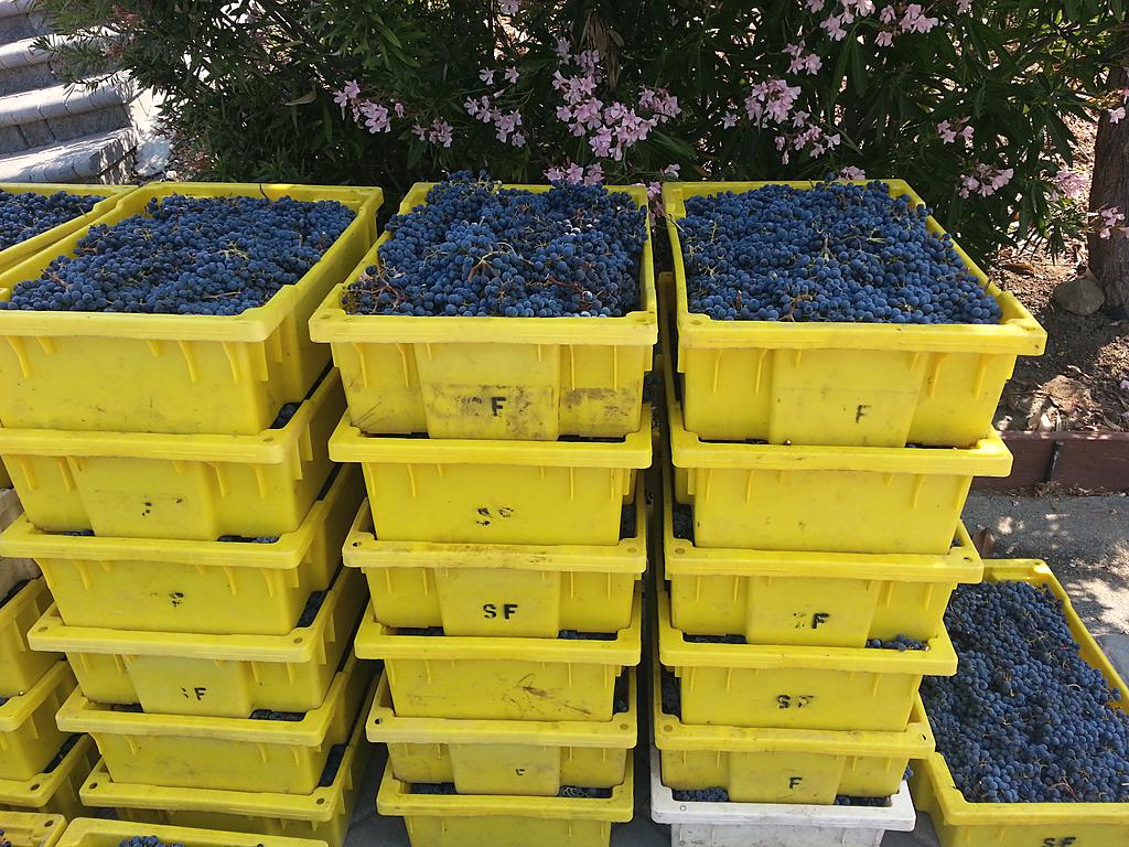 Yellow harvest lugs stacked several high, filled with dark picked grapes.