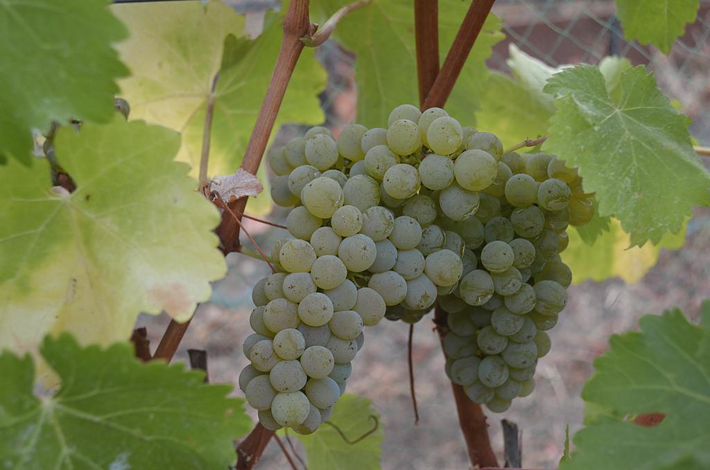 A Sauvignon Blanc cluster ripening on the vine.