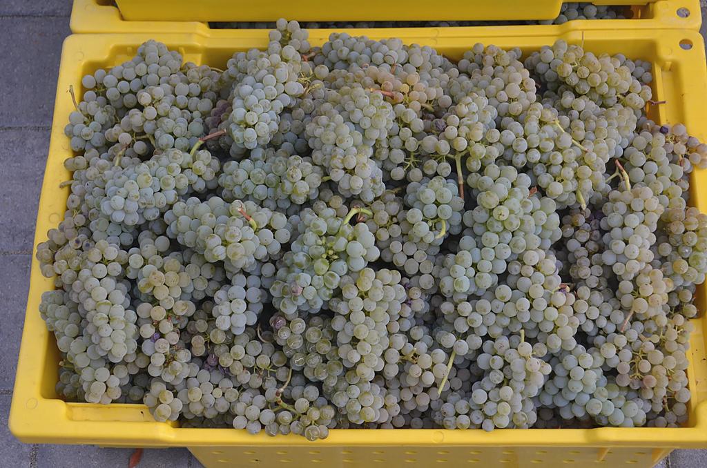 A yellow lug filled to the brim with pale green picked grape clusters.